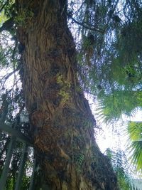 Low angle view of trees in forest