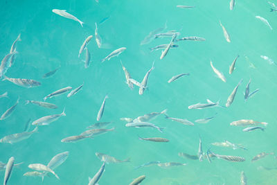 Flock of birds swimming in sea