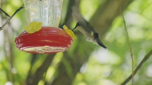 Close-up of bird perching on a feeder