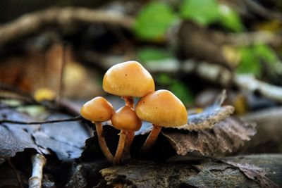 Close-up of mushrooms growing on field