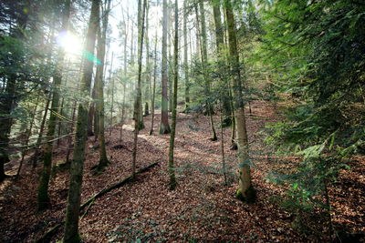 Trees in forest