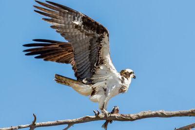 Low angle view of eagle flying against clear blue sky