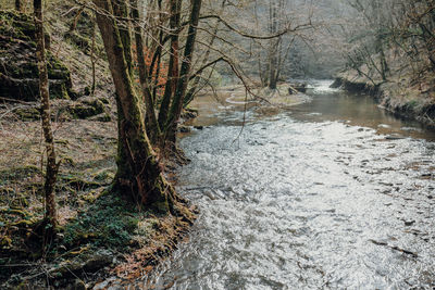 Scenic view of river flowing through forest