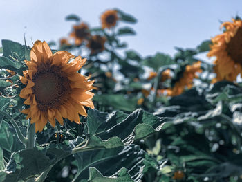 Close-up of sunflower against orange sky