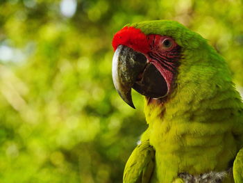 Close-up of parrot on tree