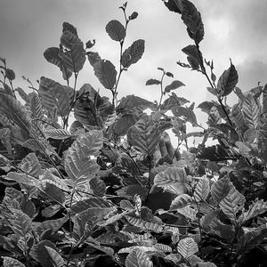 Close-up of plants against sky