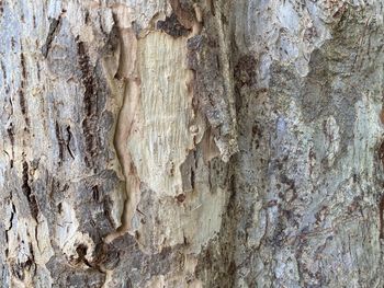 Full frame shot of tree trunk