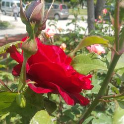 Close-up of red rose blooming outdoors