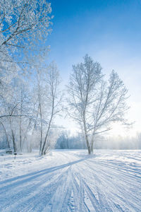 Close-up of snow covered trees against blue sky