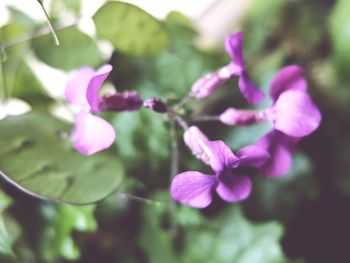 Close-up of pink flowering plant leaves