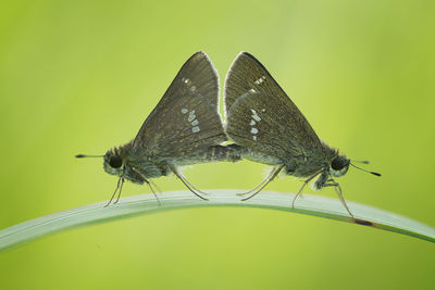 Close-up of insect on leaf