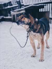 Dog looking away on snow