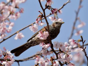 Low angle view of bird perching on tree
