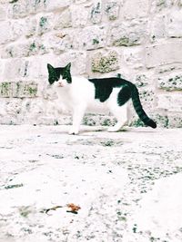 Cat sitting on snow