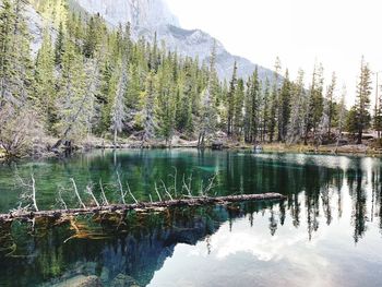 Scenic view of lake in forest against sky