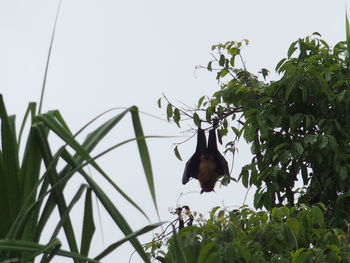 Low angle view of bird perching on plant