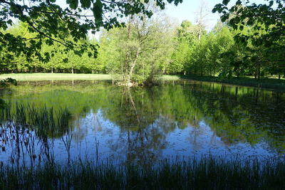 Scenic view of lake against trees in forest