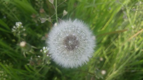 Close-up of dandelion on field