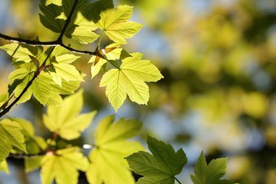 Close-up of green leaves