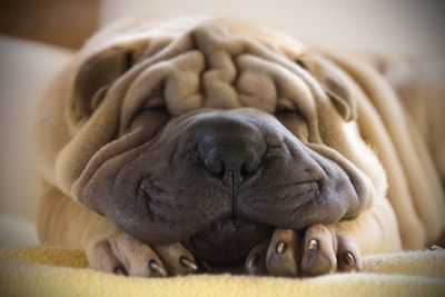 Close-up of dog sleeping on bed at home