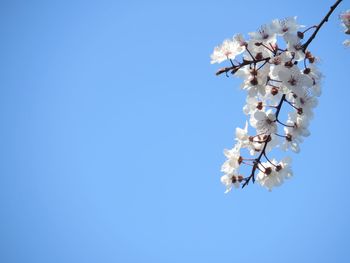 Low angle view of cherry blossoms against clear sky