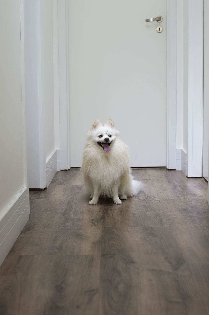 PORTRAIT OF DOG LYING ON FLOOR