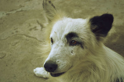 Close-up of dog