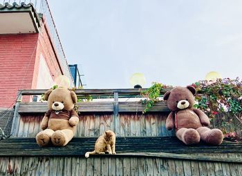 teddy bear