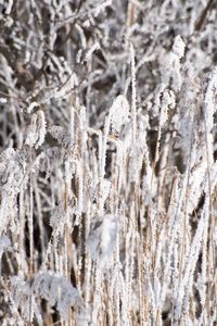 Close-up of frozen plants