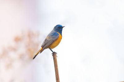 Close-up of bird perching on branch