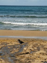 View of horse on beach