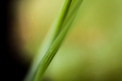 Close-up of plant