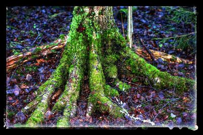 Trees in forest