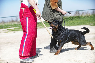 Portrait of black dog standing on beach