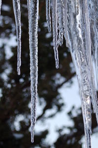 Close-up of frozen tree in forest