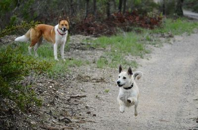 View of two dogs on the mountain