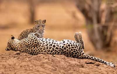 Close-up of leopard