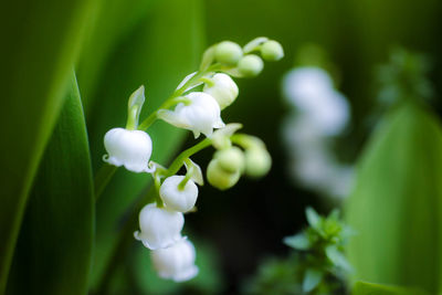 Close-up of white flowers