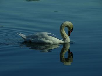 Swan swimming in lake