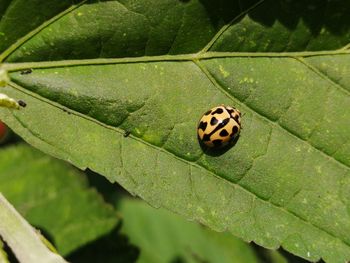 Close-up of ladybug on leaf