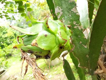 Close-up of fruit growing on tree