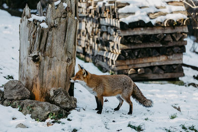 Portrait of fox on snow