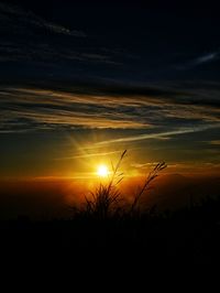 Silhouette plants against sky during sunset