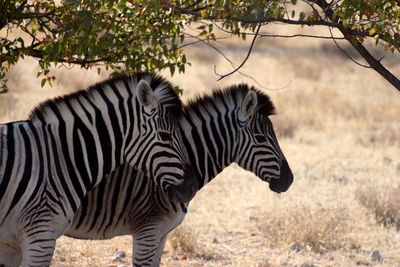 Zebras in a field