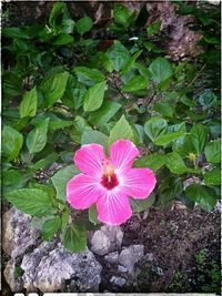 Close-up of pink flower