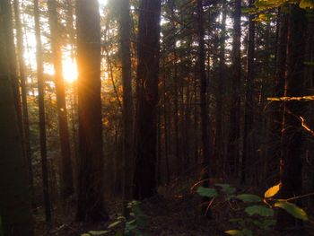 Sunlight streaming through trees in forest