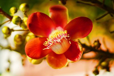 Close-up of red flower