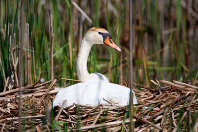 The mute swan on a nest in reeds