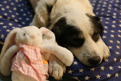 Close-up of white dog sleeping on bed with his toy