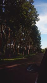 Road along trees